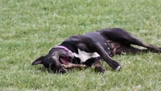 Sleep well Dog