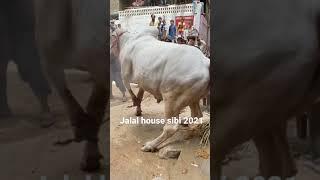 Jalal house sibbi 2021 qurbani 6 admi zakhmi