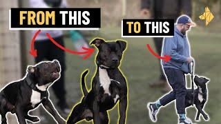 How to STOP dog REACTIVITY with Reggie the rescue staffy cross