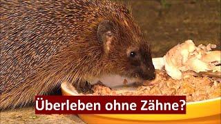 Wie das Igel-Weibchen Lottchen (fast) ohne Zähne lebt (22.08 - 31.08.2023)