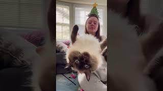 Bot Roast's comedic timing is unparalleled | potroastsmom