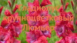 Гладиолус крупноцветковый Люмьер (gladiolus lumiere)  обзор: как сажать, луковицы гладиолуса Люмьер