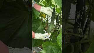 Огурец Изумрудный Поток. #shorts  #огород #сад #garden