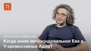 Северинов Константин — Митохондриальная Ева