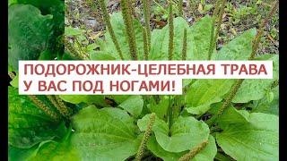 Подорожник – уникальная целебная трава у Вас под ногами!