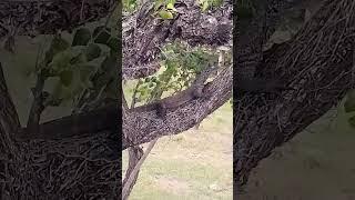 baby komodo resting on the tree