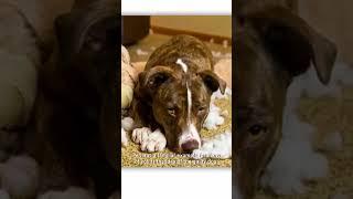 The secret lives of dogs #shorts #tedx