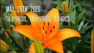 TA-hybrids, LA-Hybrids & Asiatic lily trials 2020