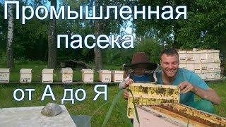 "Промышленная пасека в Беларуси от А до Я" - Гращенко Михаил