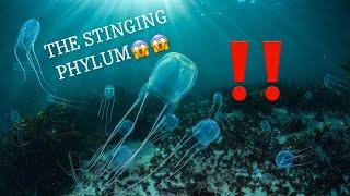 THE STINGING PHYLUM CNIDARIA! NAVIGATION THROUGH OCEAN CLASSIFICATION