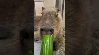 Capybara 