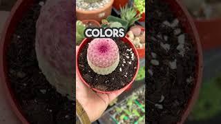 What is the Rainbow Hedgehog Cactus? What is the arizona hedgehog cactus? How to grow rainbow cacti