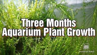 Three Months Aquarium Plant Growth - Stickleback Aquarium