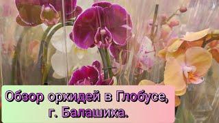 Обзор орхидей в Глобусе, г. Балашиха#обзор#original#plants#orchid#цветы