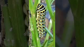 They ATE my Parsley!!