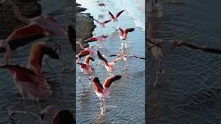 Flamingos Flying around the sea #flamingo #sea #bird #beautiful #flying #nature #wildlife HA10553