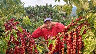 está é a melhor lavoura de café no ano de (2023),é café puro, ce tá doido