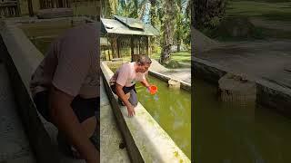 ngasi makan ikan#shortvideo #videoshorts