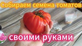 Простой сбор семян томатов своими руками в домашних условиях. Как просто заготовить семена помидор.