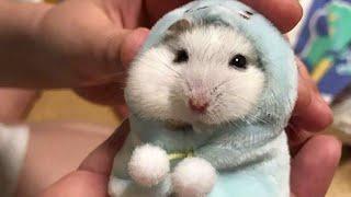 Funny Hamsters Videos Collection | Funny and Cute Moment of the Animals