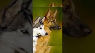 Funny Conversation German Shepherd vs Husky Normal dogs vs Husky |  #husky #huskydog #shorts