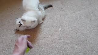 Sacred Birman kittens playing