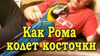 Говорящий попугай Ара раскалывает косточки  от персика и манго. Клюв попугая Ара в действии