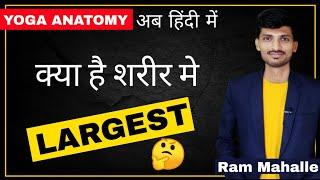 LARGEST organ, muscle | Yoga Anatomy in hindi