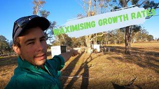 LIFE LESSONS | Starting lambs on Barley | Australian Sheep Farming