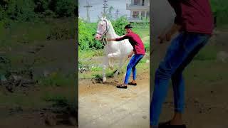 ha ghodi (jiv) #viral #horse #shorts #hors #youtubeshorts #trending