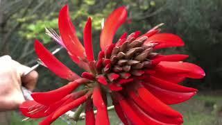 Erythrina Sykessii, The Australian Coral Tree