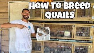 Quail Farming Operation Update! INCREDIBLE!