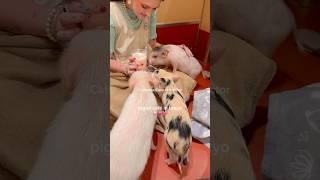 Piglet café in Tokyo  #pigniccafe #pigcafe #animalcafe #micropig #tokyo #micropigcafe #piglets