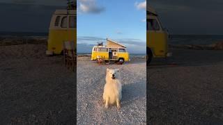 This dog is living the vanlife!  #samoyed #dog #vanlife #bestof