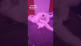 leo thik ho gya thankyou for pray#angel#cat #leo#youtubeshort#youtubeshirt#cute#kitten