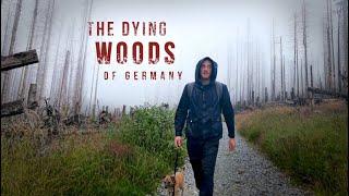 Hiking Alone in the Dying Woods of Germany -  2 Days in the Harz Mountains