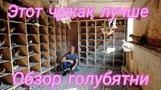 Этот чужак лучше