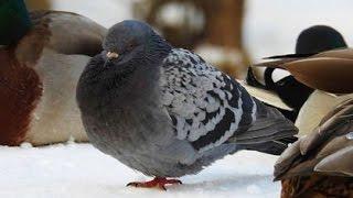 Funny Pigeon Video