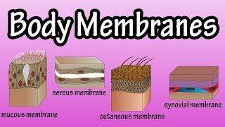 Body Membranes - Types Of Membranes In The Body - Serous Membranes - Mucous Membranes