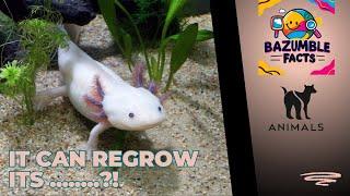 #Axolotls: The Aquatic Regeneration Superstars!