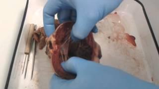 John Clements- Heart Dissection