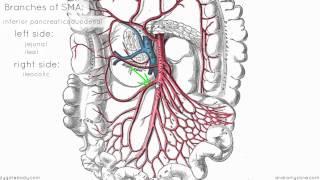 Superior Mesenteric Artery - Anatomy Tutorial