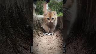 The Evolutionary Reason Cats Can't Flip Their Paws Like Dogs Do