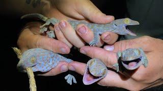 HOW TO CATCH TOKAY GECKOS IN THE FLORIDA EVERGLADES