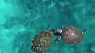 Wilson Island Turtle Season
