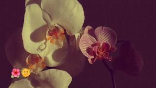  | Orchidaceae Phalaenopsis Hybridum | Орхидея Фаленопсис гибрид