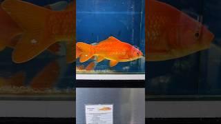 How BIG do GOLDFISH get? #shorts #aquariumhobby #goldfish