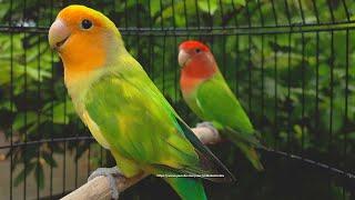 Rosy-Faced Lovebird Chirping Sounds - Orange-Faced Green Pied & Red-Headed Green Opaline