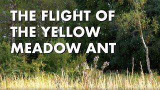 The Flight of the Yellow Meadow Ant