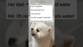 #stories #dog #shorts